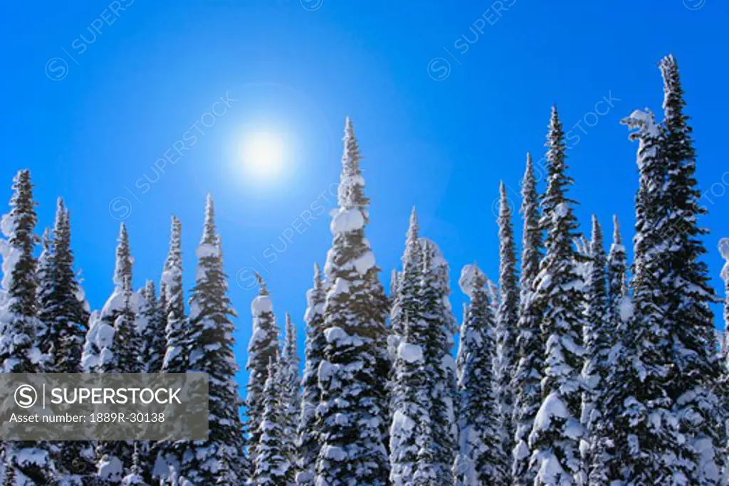 Tall evergreen trees with snow on them against cloudless sky