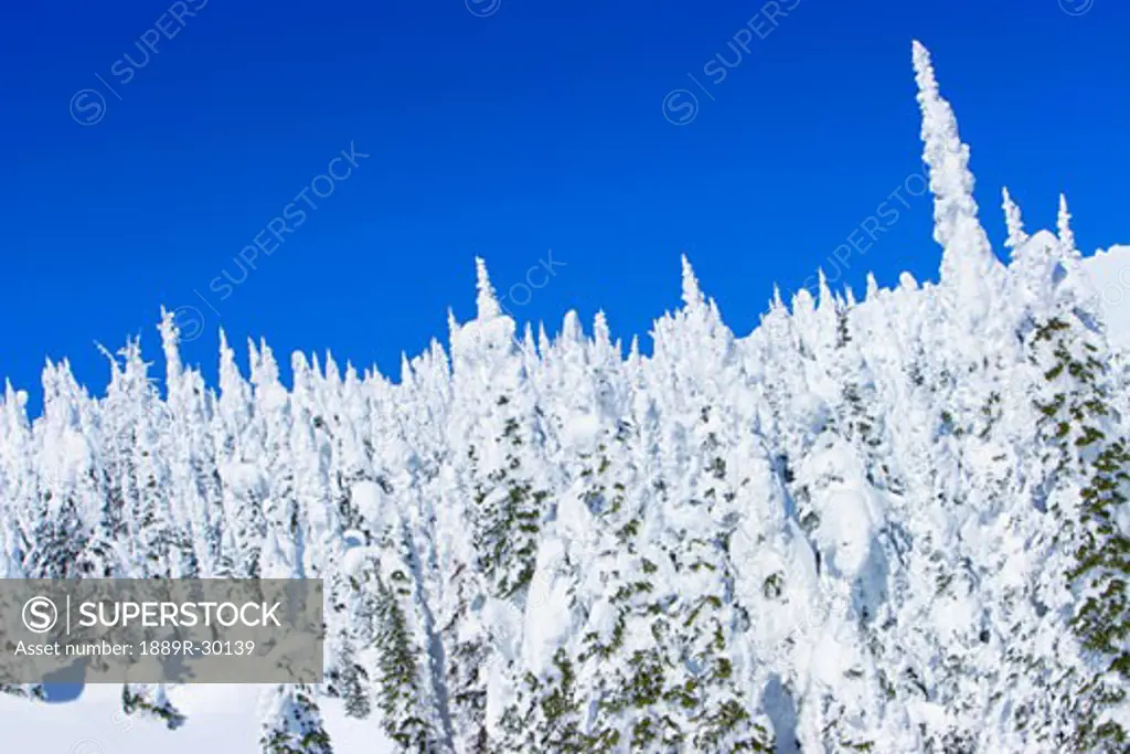 Forest covered in snow against blue sky