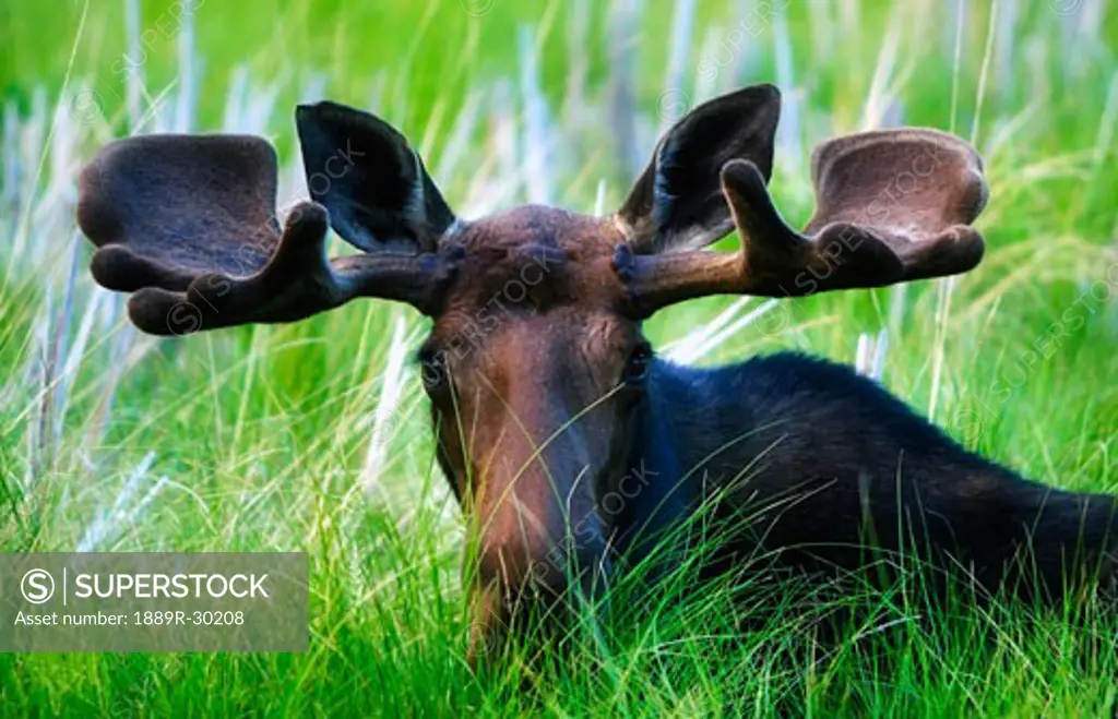 Moose sitting in a green field of grass