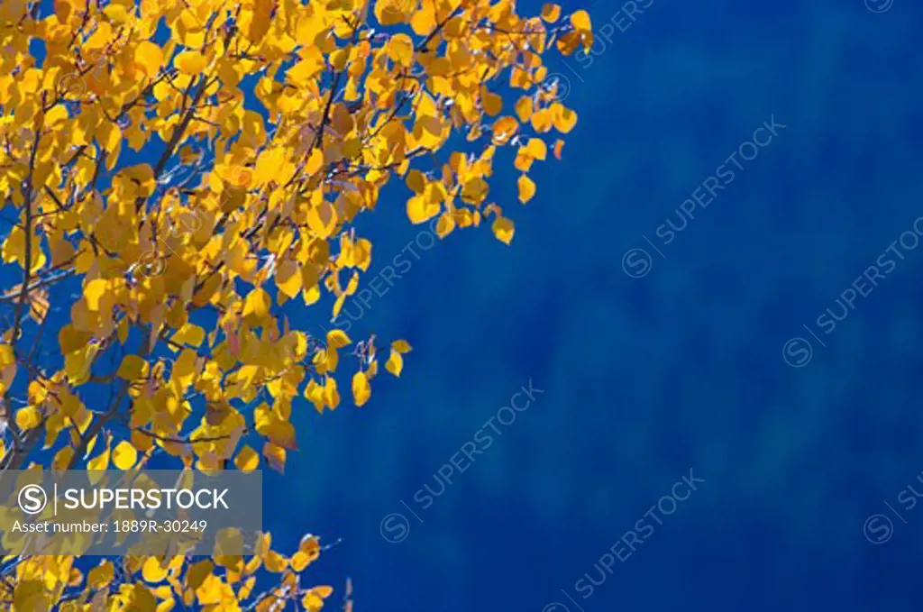 Fall aspen tree colors  