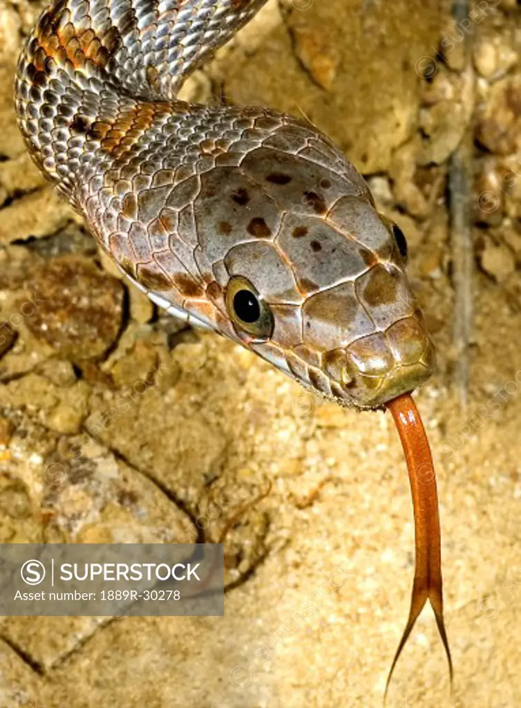Baird's rat snake tongue flick  