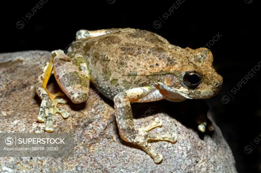 A Canyon treefrog