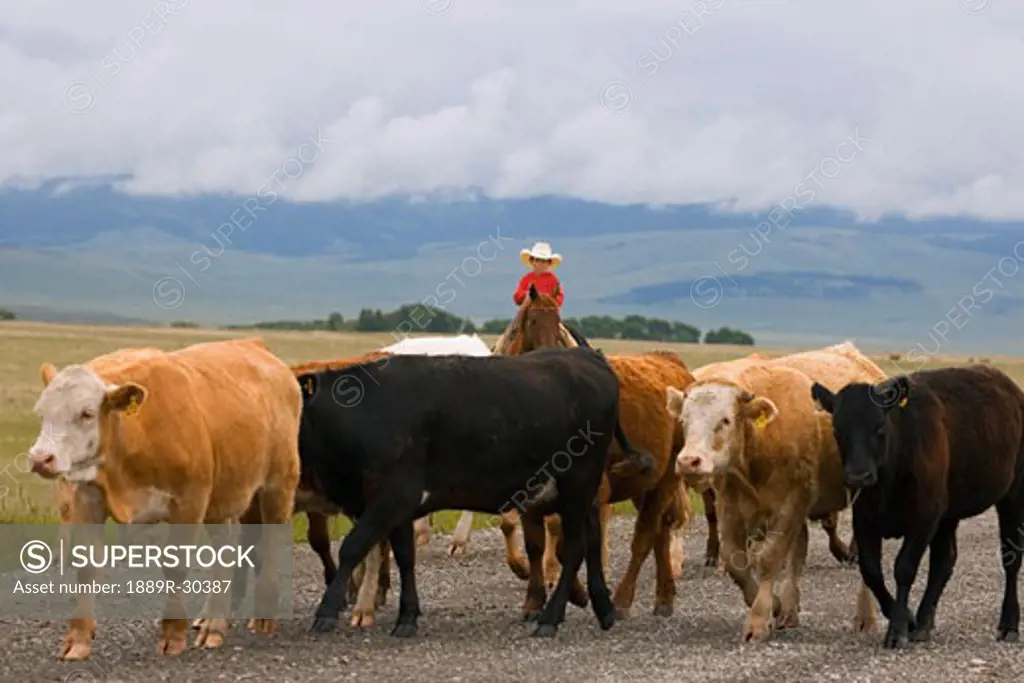 Young cowboy herding cattle  