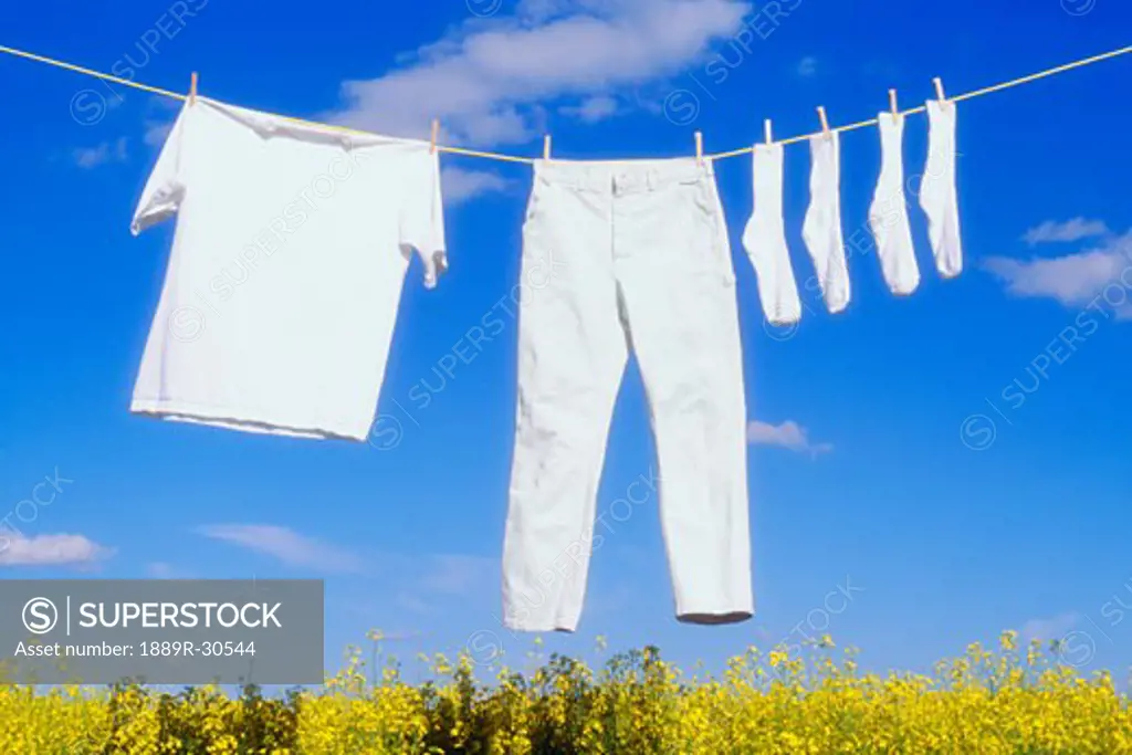 Laundry drying on a clothes line over a canola field  