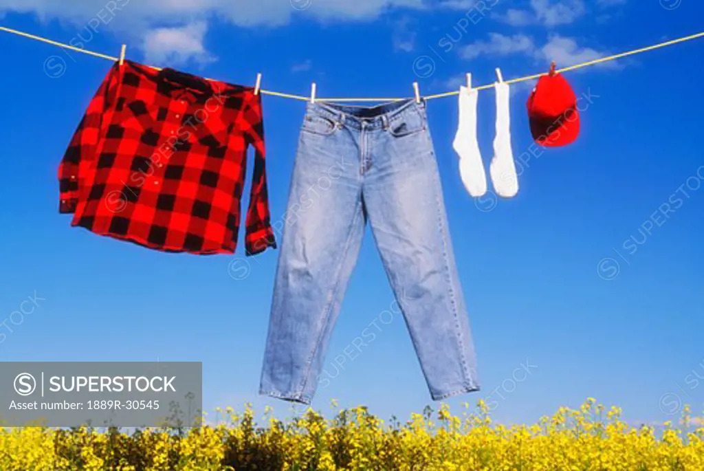 Laundry drying on a clothes line over a canola field