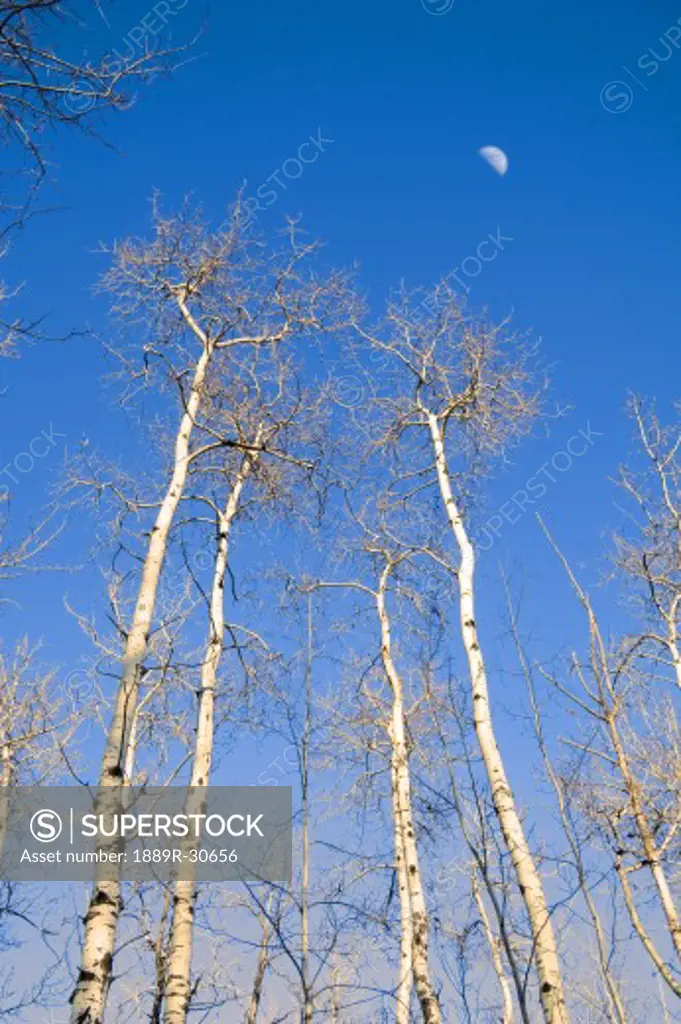 Trees and moon in winter, Chickakoo Lake Recreation Area, Alberta, Canada