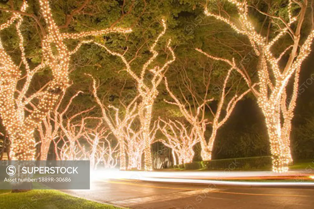 Christmas lights on trees at night, Wailea, Maui, Hawaii, USA  