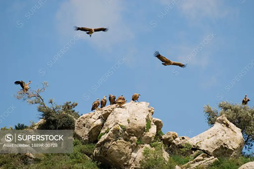 Vultures in Southern Spain  