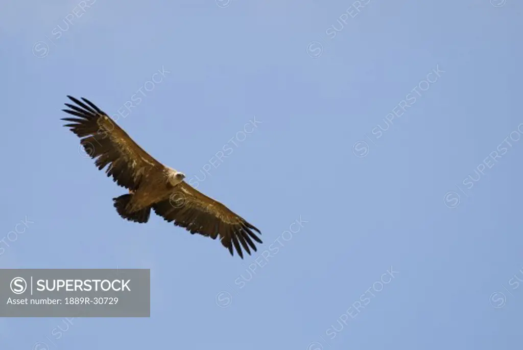 A vulture flying against blue sky in Southern Spain  
