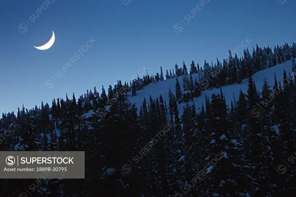 Trees in snow with crescent moon