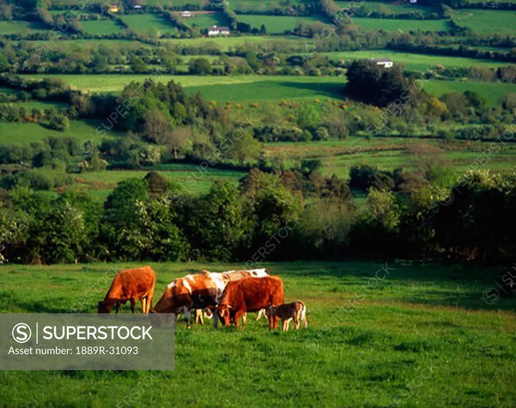 Dairy Cattle, Glen of Aherlow, Co Tipperary, Ireland