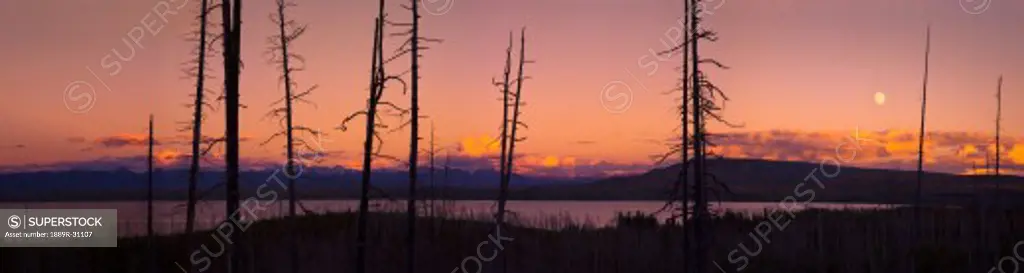 Panoramic view of moonrise and burnt trees over lake  