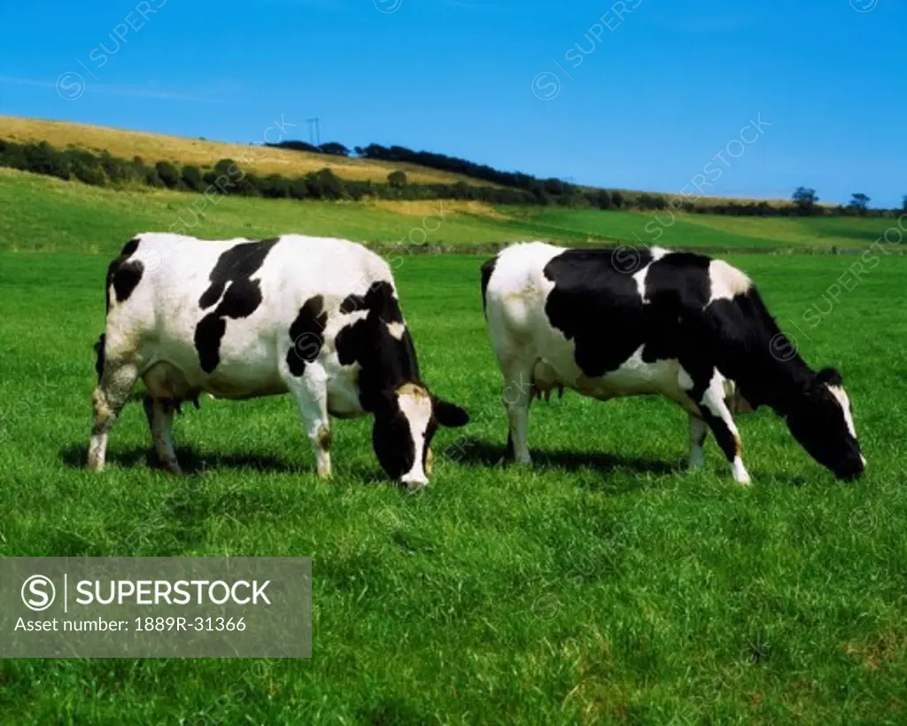 Holstein-Friesian cattle, Co Cork, Ireland