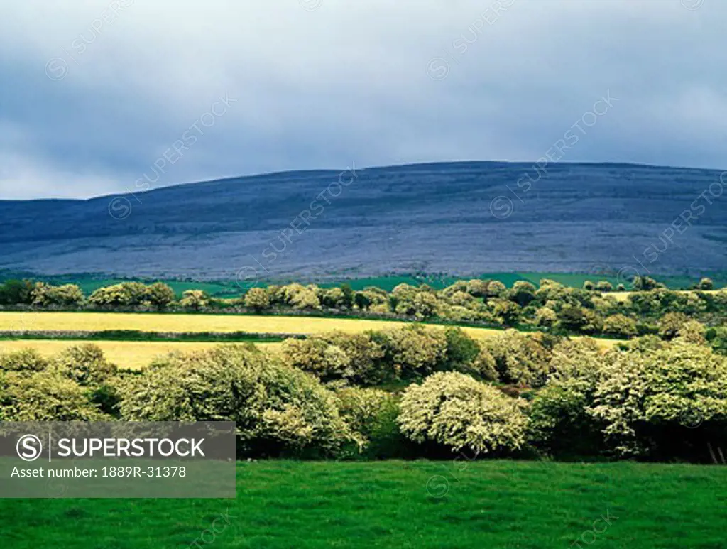 May trees in The Burren, Co Clare, Ireland