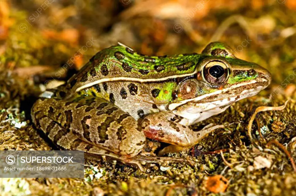 A southern leopard frog