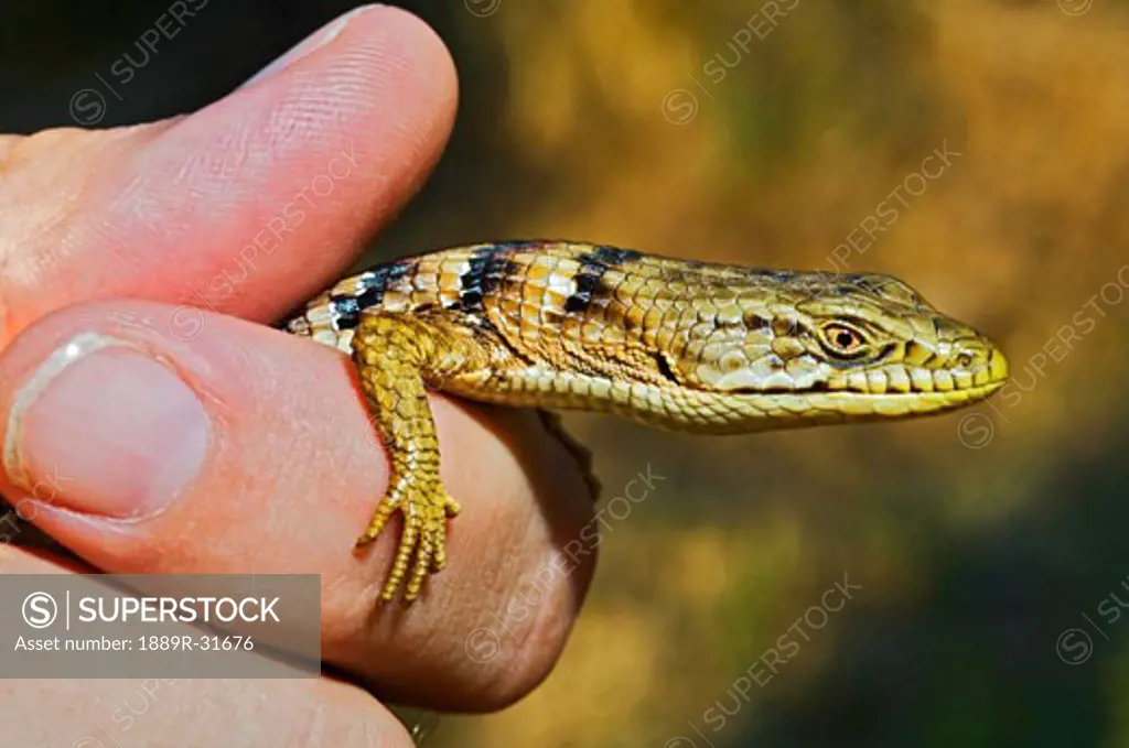 A southern alligator lizard being held  