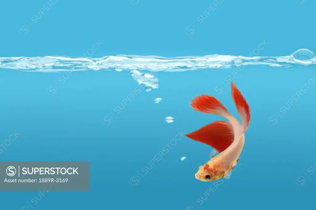 Fighting fish in water