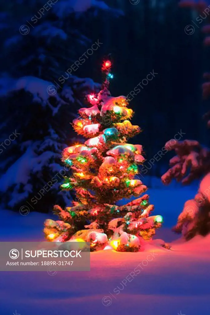 Christmas tree glowing in winter forest