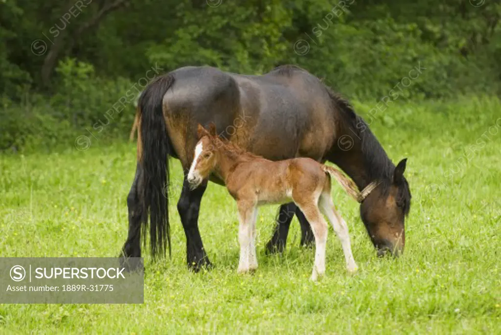 Cantabrian Mountain pony mare with foal