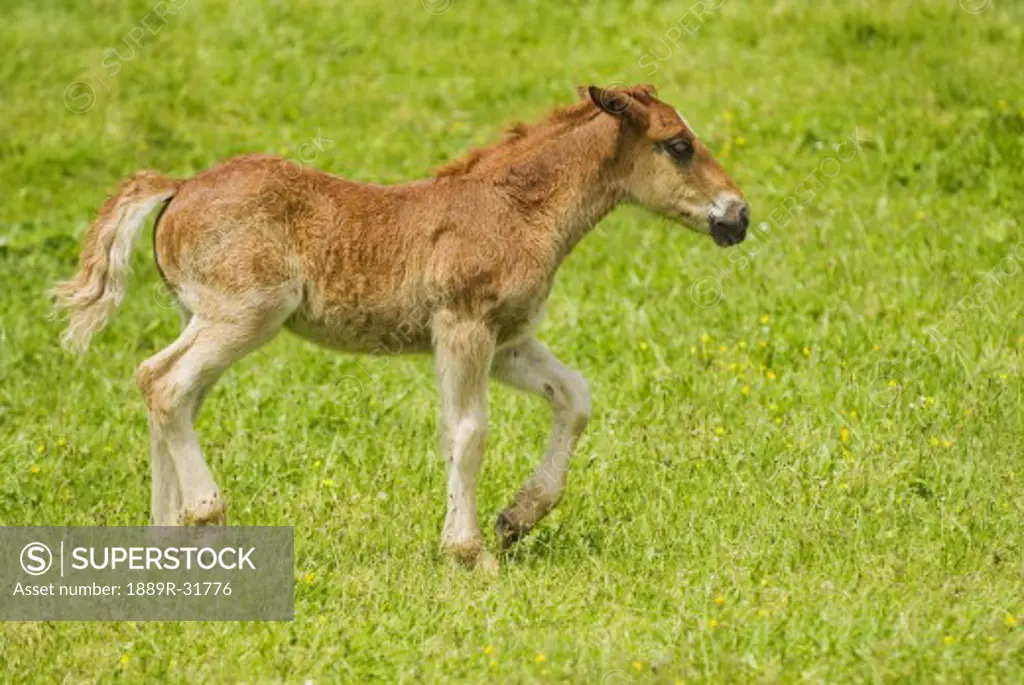 Cantabrian Mountain Pony foal trotting