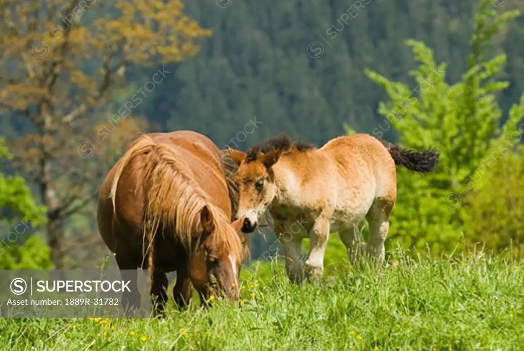 Mare and foal in the high mountain pastures in Cantabria, Northern Spain  