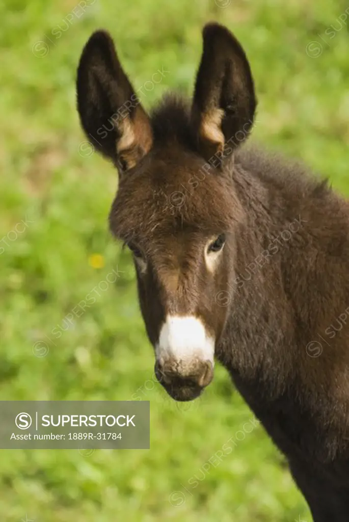 Baby donkey