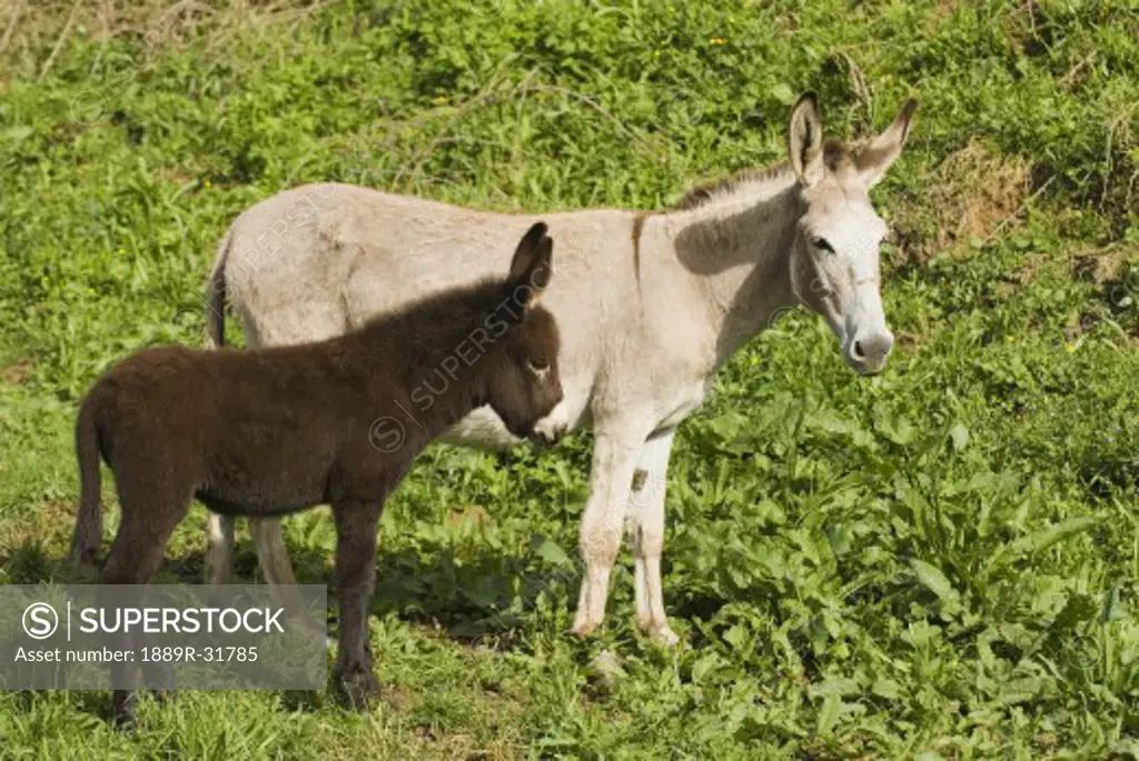 Donkey mare with foal, Spain