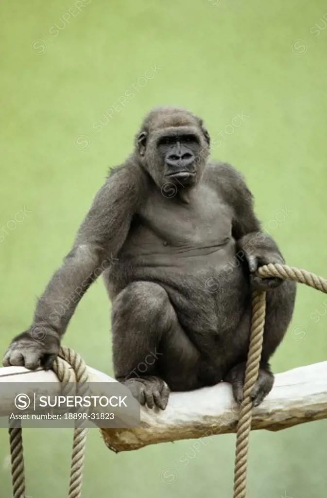 Gorilla with a rope