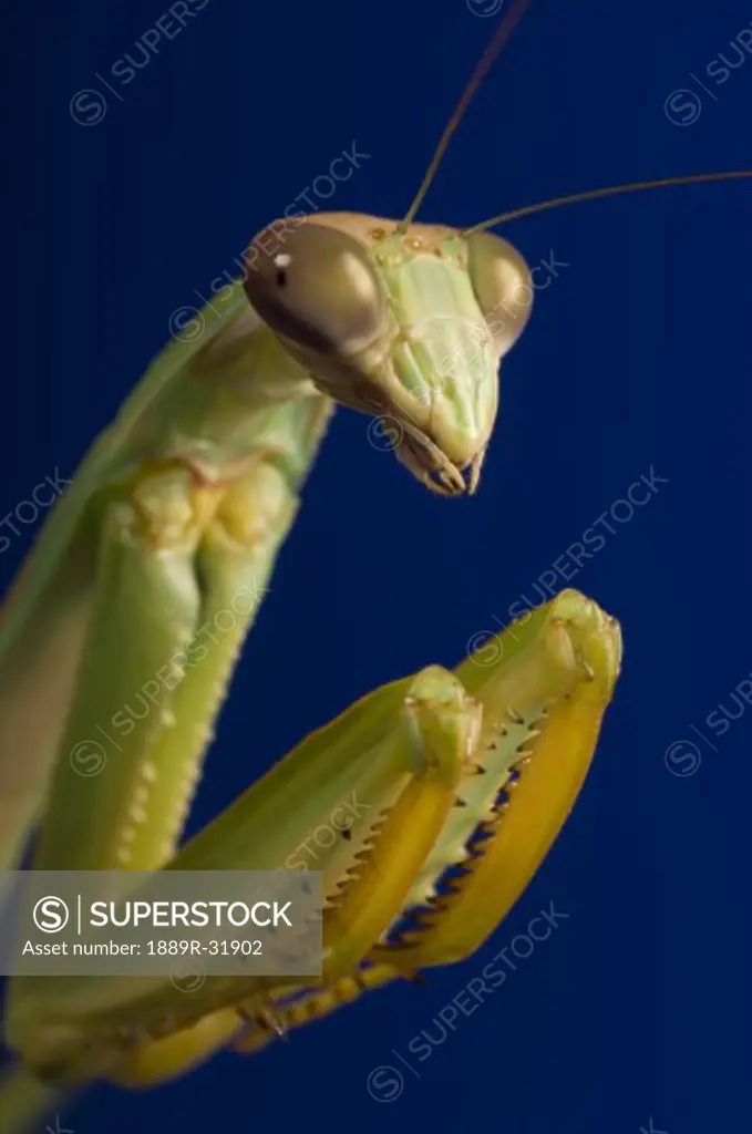 Closeup of praying mantis