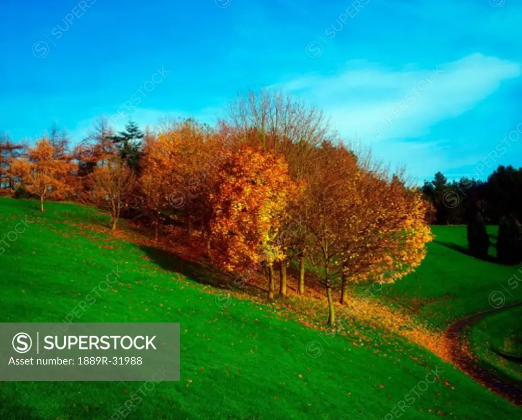 Trees, Autumn, Ireland
