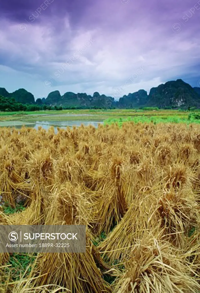 Rice stooks, Guangxi, China