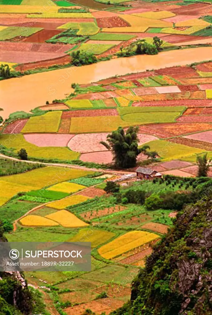 Rice Fields, Yangshuo, Guanxi, China