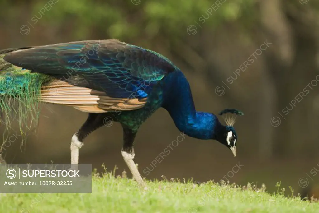 Peacock feeding  