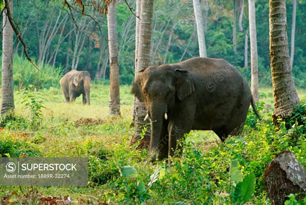 Elephants in the forest   