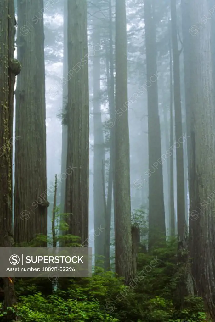 Redwood forest, Jedediah Smith Redwoods State Parks, California, USA