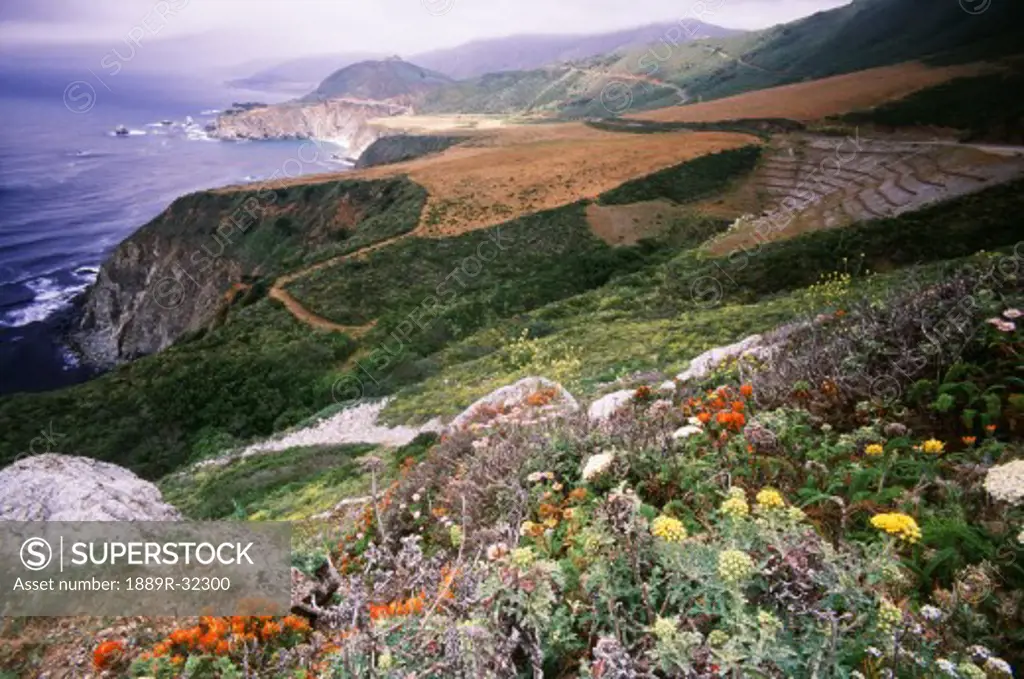 Wild flowers on the coastline of Big Sur, California, USA
