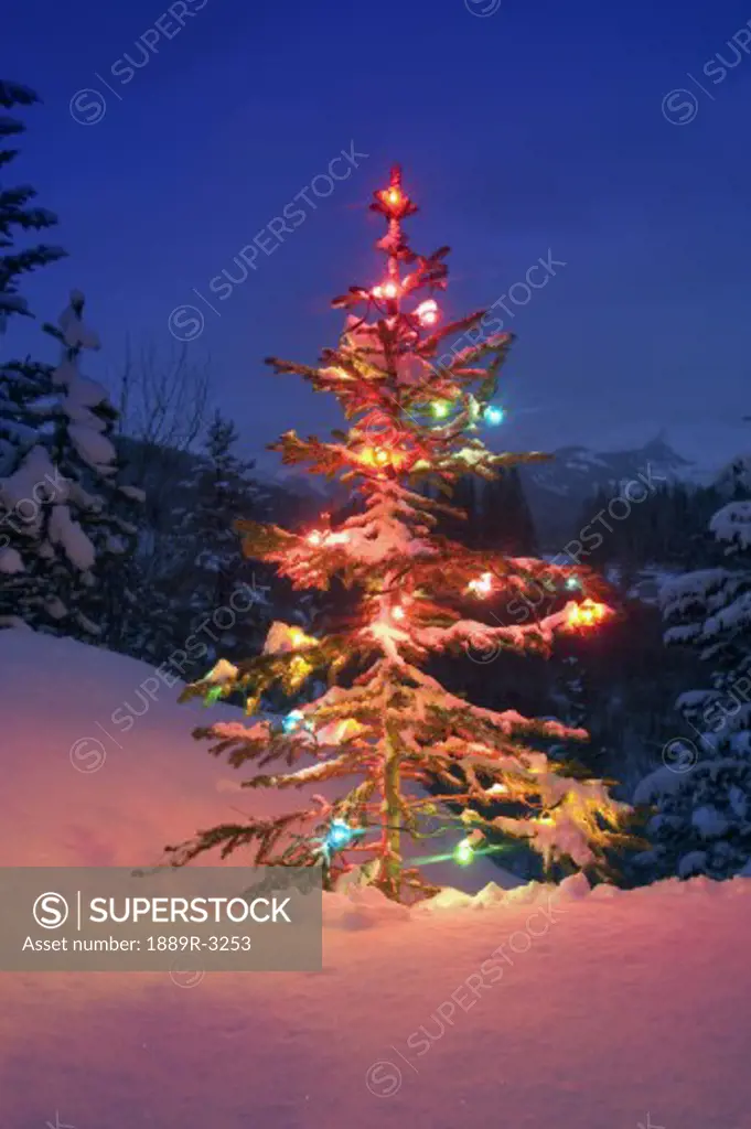 Christmas tree outdoors at night
