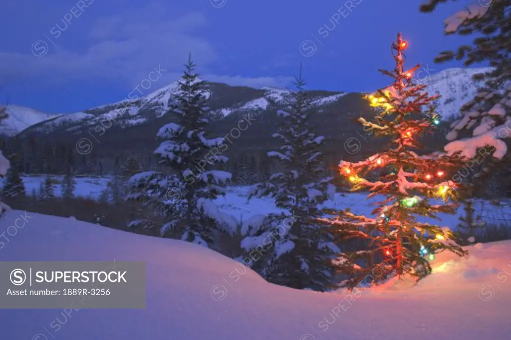 Christmas tree outdoors at night