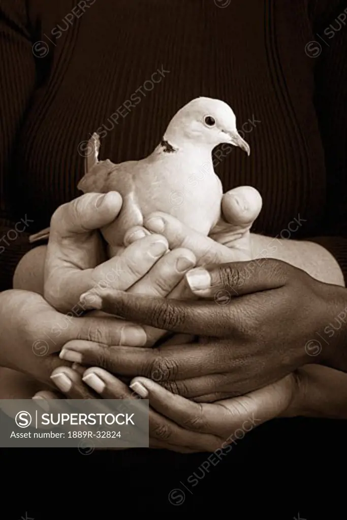Many hands holding a dove