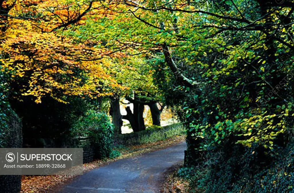Winding road among Autumn trees