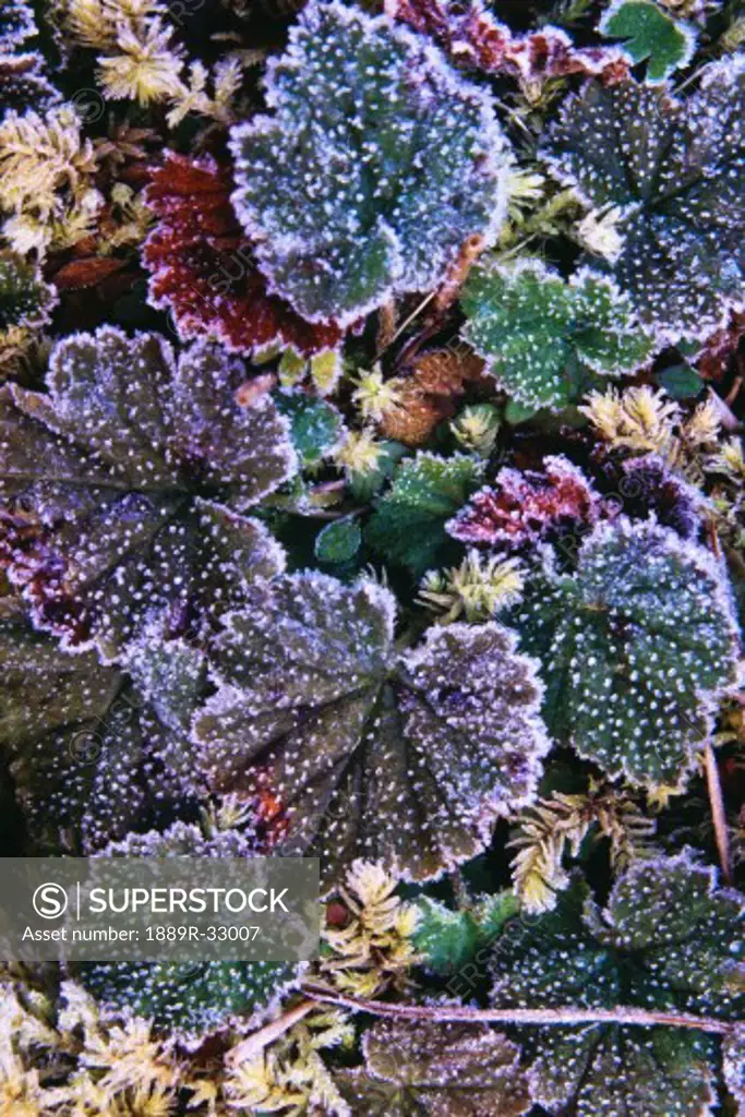Leaves with frost  