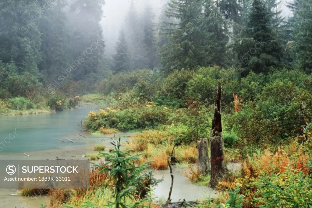 Trees and swamp  