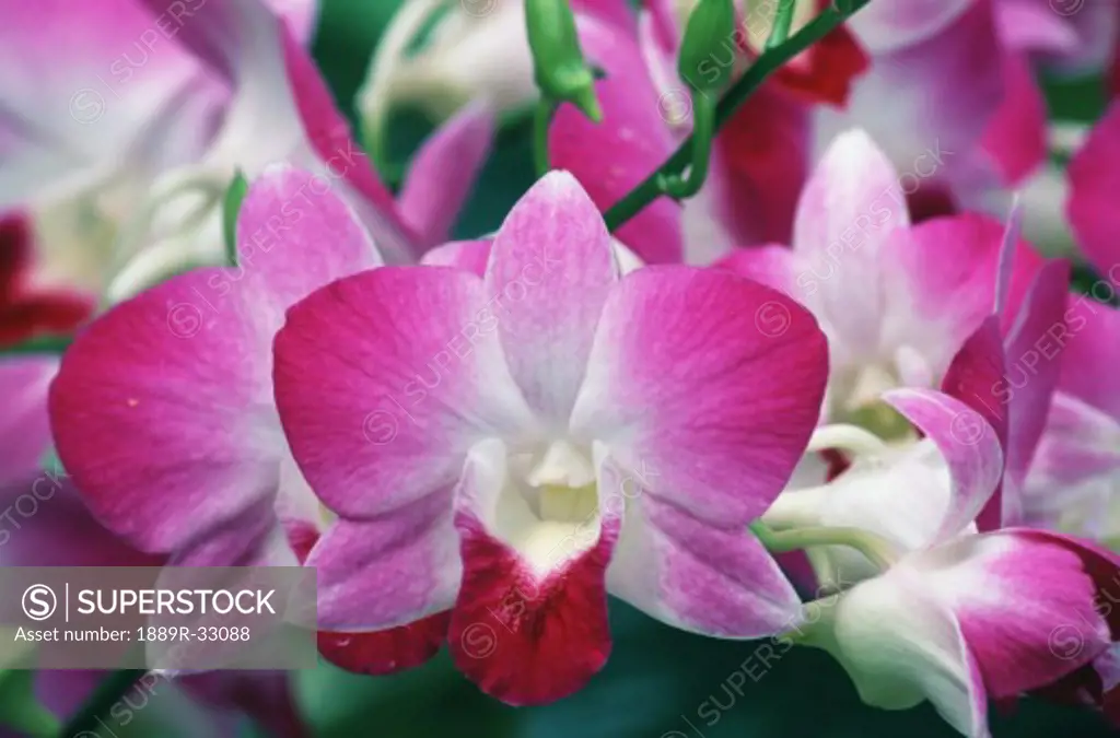 Close-up of Orchids, Singapore Botanic Garden  