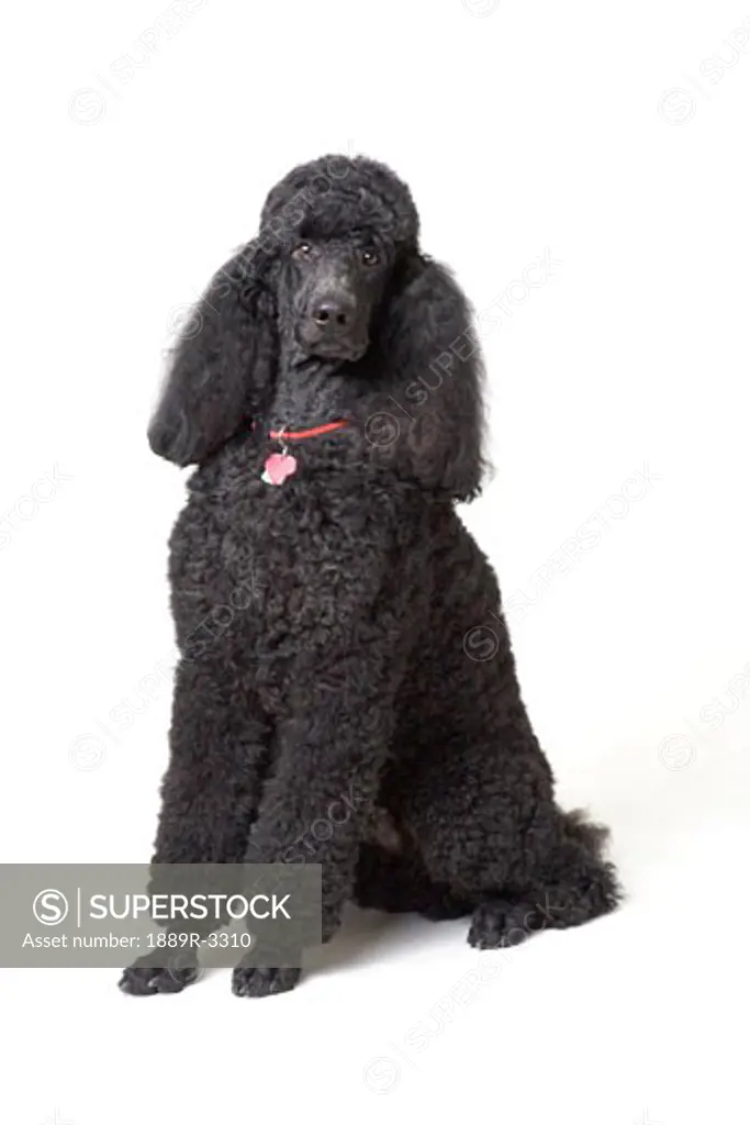 Black poodle