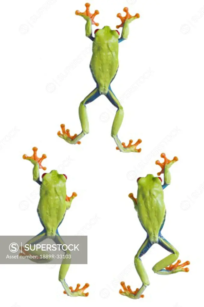 Three red eyed tree frogs climbing