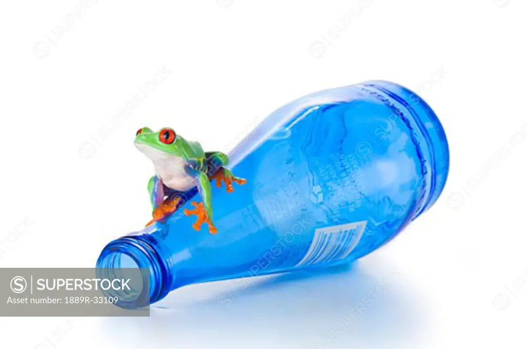 Red-eyed tree frog on a blue water bottle