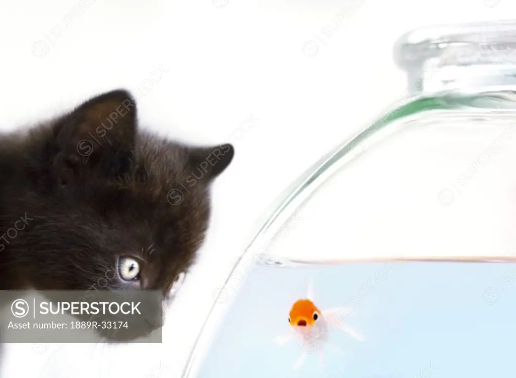 A kitten staring at a goldfish in a fish bowl