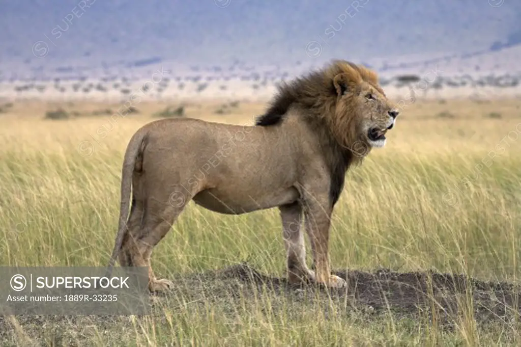Lion standing proud, Masai Mara, Kenya, Africa
