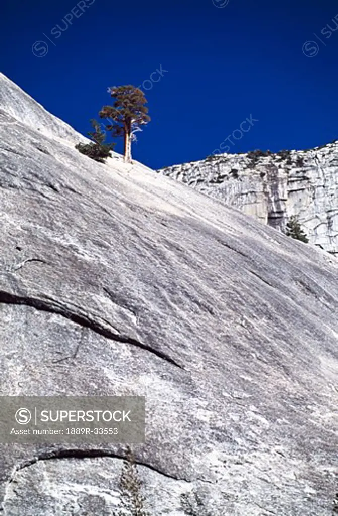Tree on a rocky slope