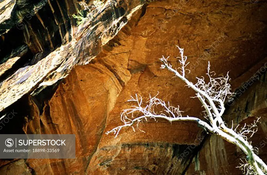 Dead tree in a cave